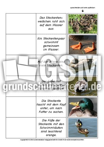Flip-Flap-Zuordnung-Stockente-lesen 2.pdf